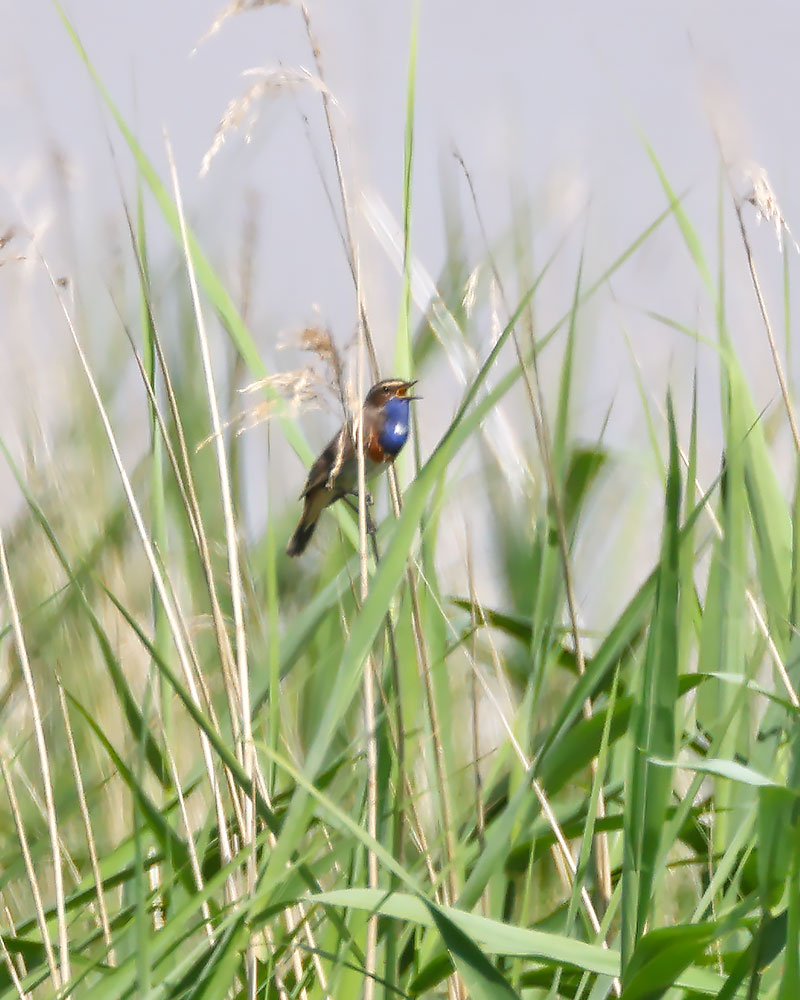 white-spotted bluethroat